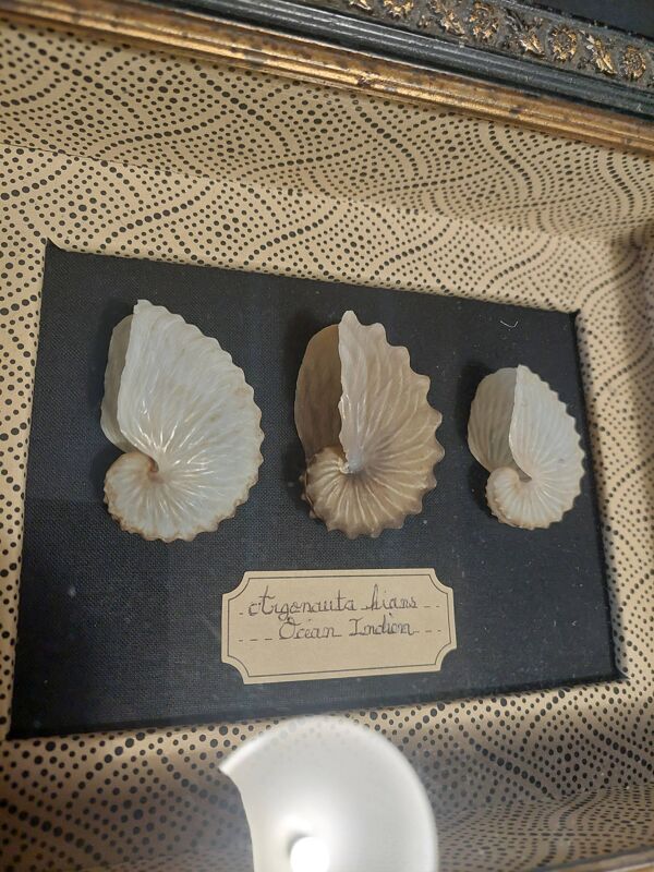 Cadre avec coquillages argonautes argonauta hians