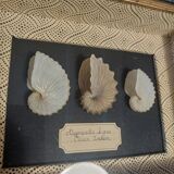 Frame with argonaut shells argonauta hians