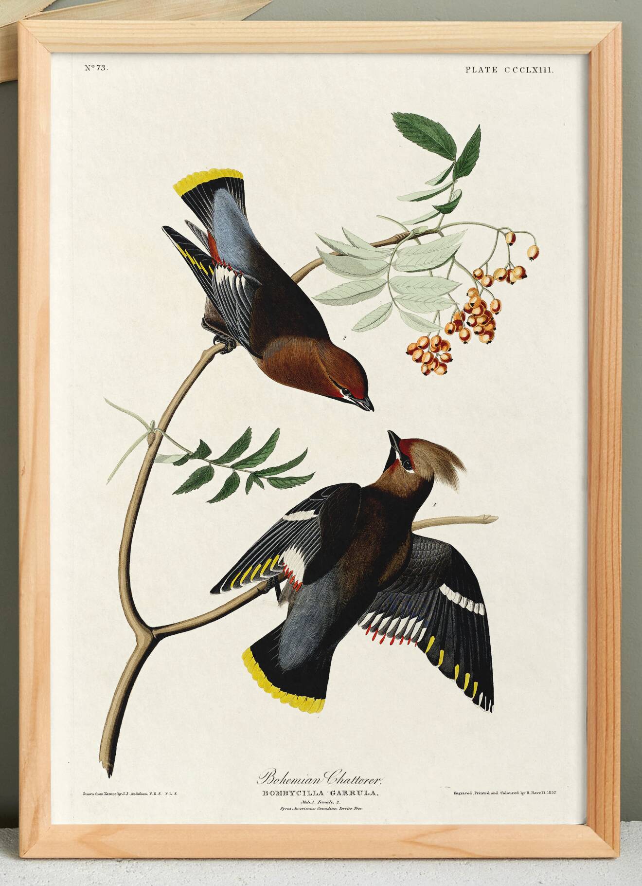 Poster about the Bohemian Waxwing, based on an old engraving from 1827.