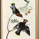 Poster about the Bohemian Waxwing, based on an old engraving from 1827.
