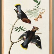 Affiche sur le Jaseur boréal, d’après une gravure ancienne de 1827.