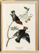 Poster about the Bohemian Waxwing, based on an old engraving from 1827.