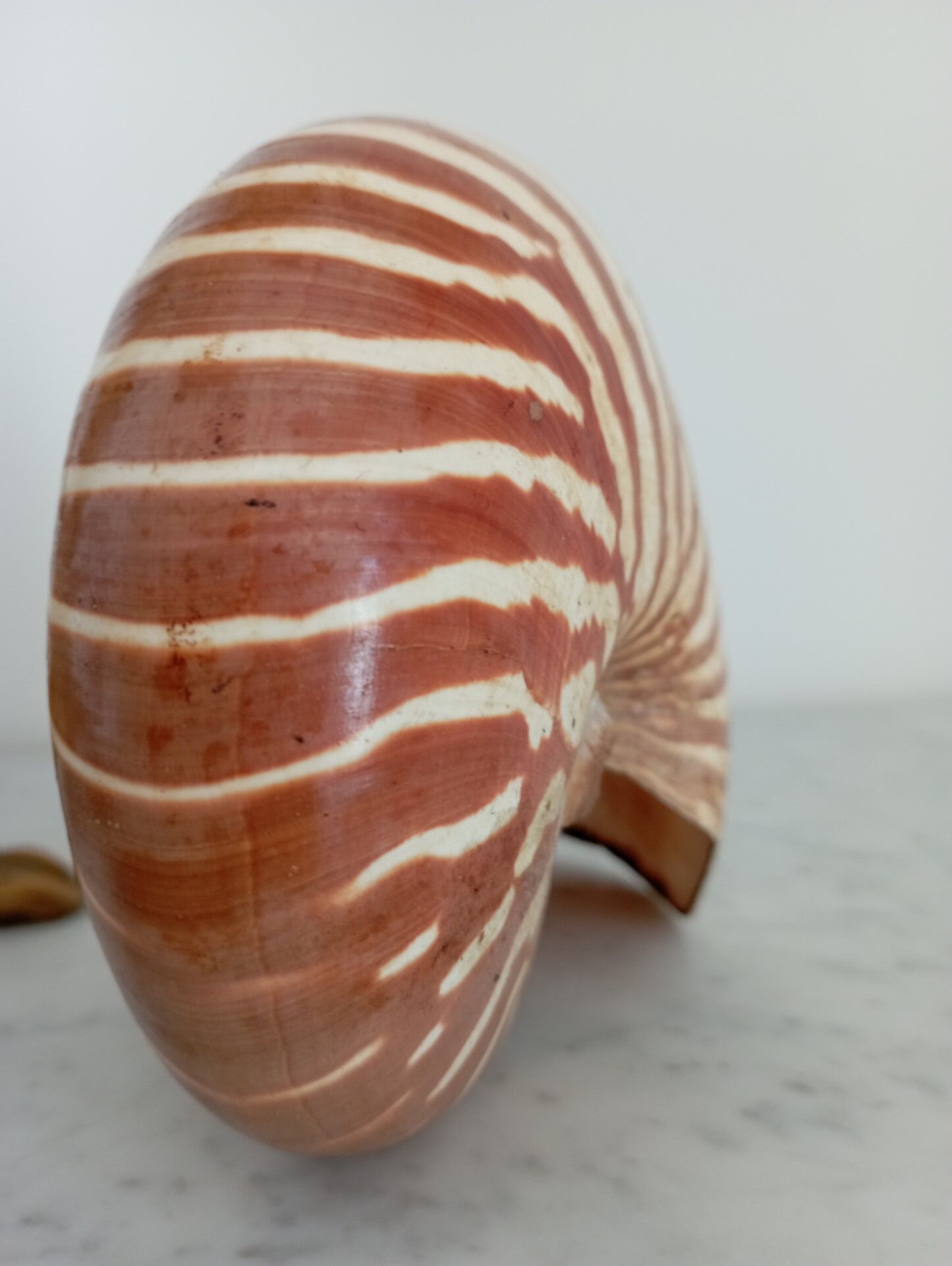 Nautilus shell