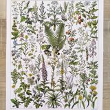 Poster on medicinal plants "absinthe", after a lithograph from 1928