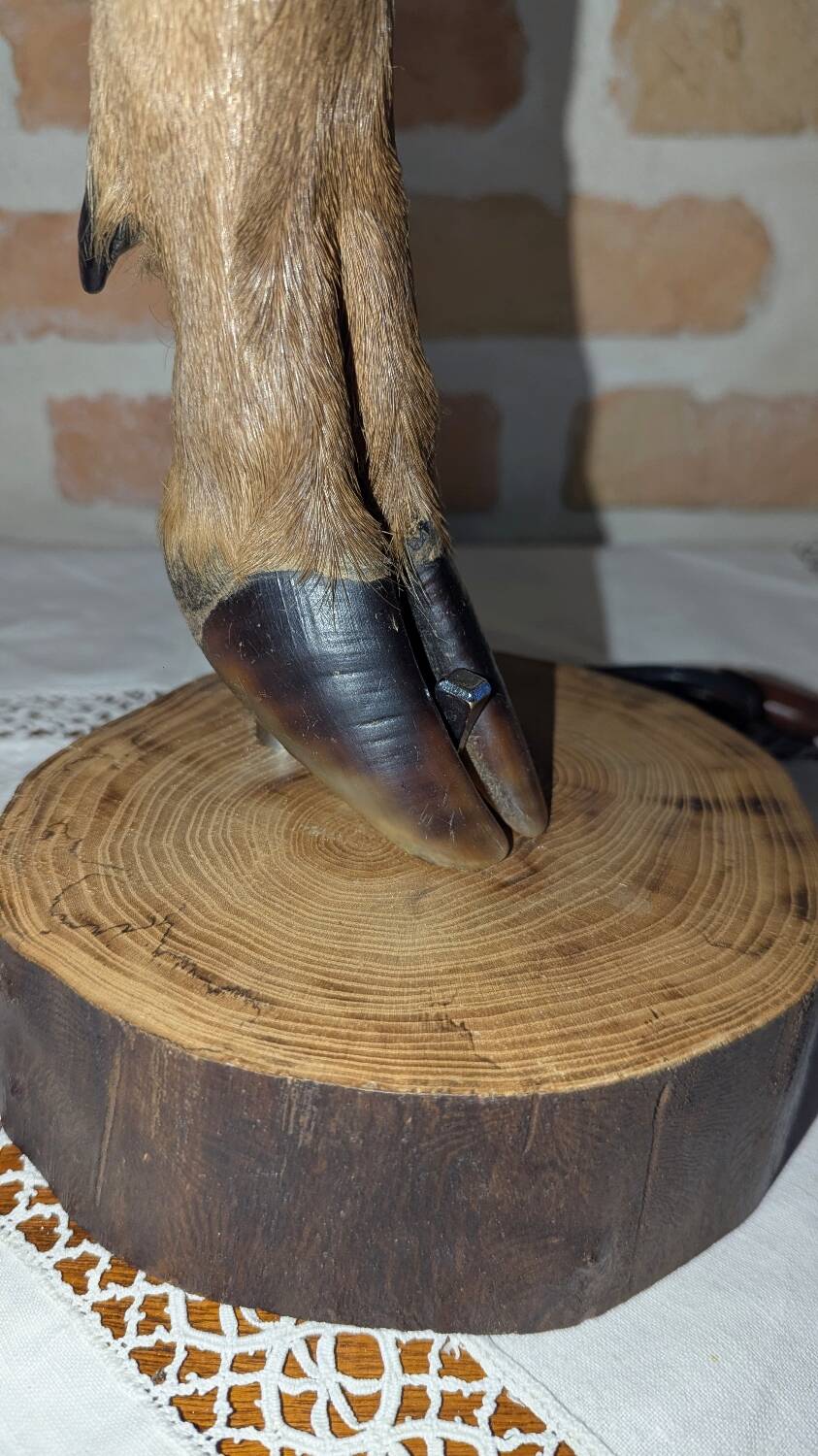 Hunting Lamp Base, Doe/Stag, Cabinet of Curiosities