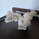 Corail blanc, années 70
