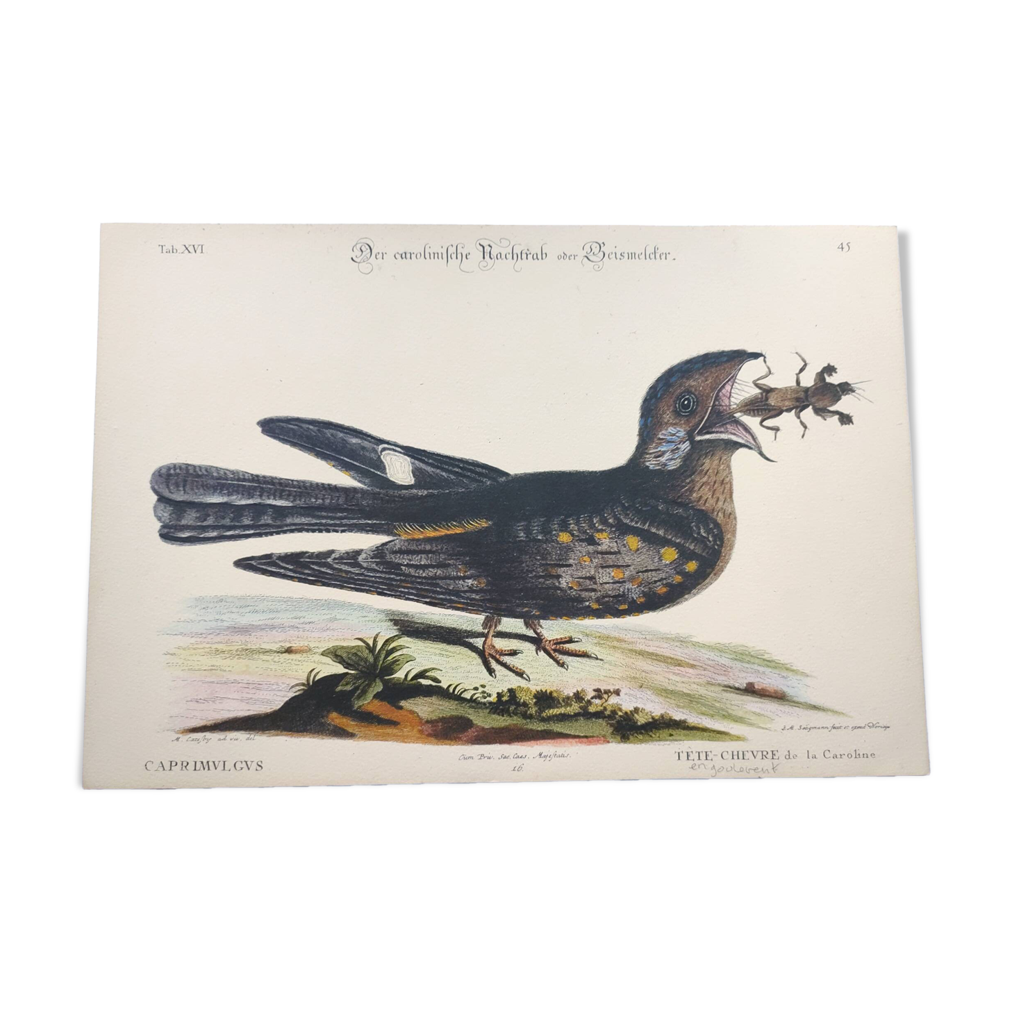 Antique bird engraving - Goat's head - Zoological plate by Seligmann & Catesby