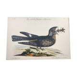 Antique bird engraving - Goat's head - Zoological plate by Seligmann & Catesby