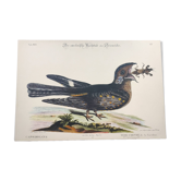 Gravure ancienne oiseau - Tête Chèvre- Planche zoologique de Seligmann & Catesby