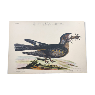 Gravure ancienne oiseau - Tête Chèvre- Planche zoologique de Seligmann & Catesby