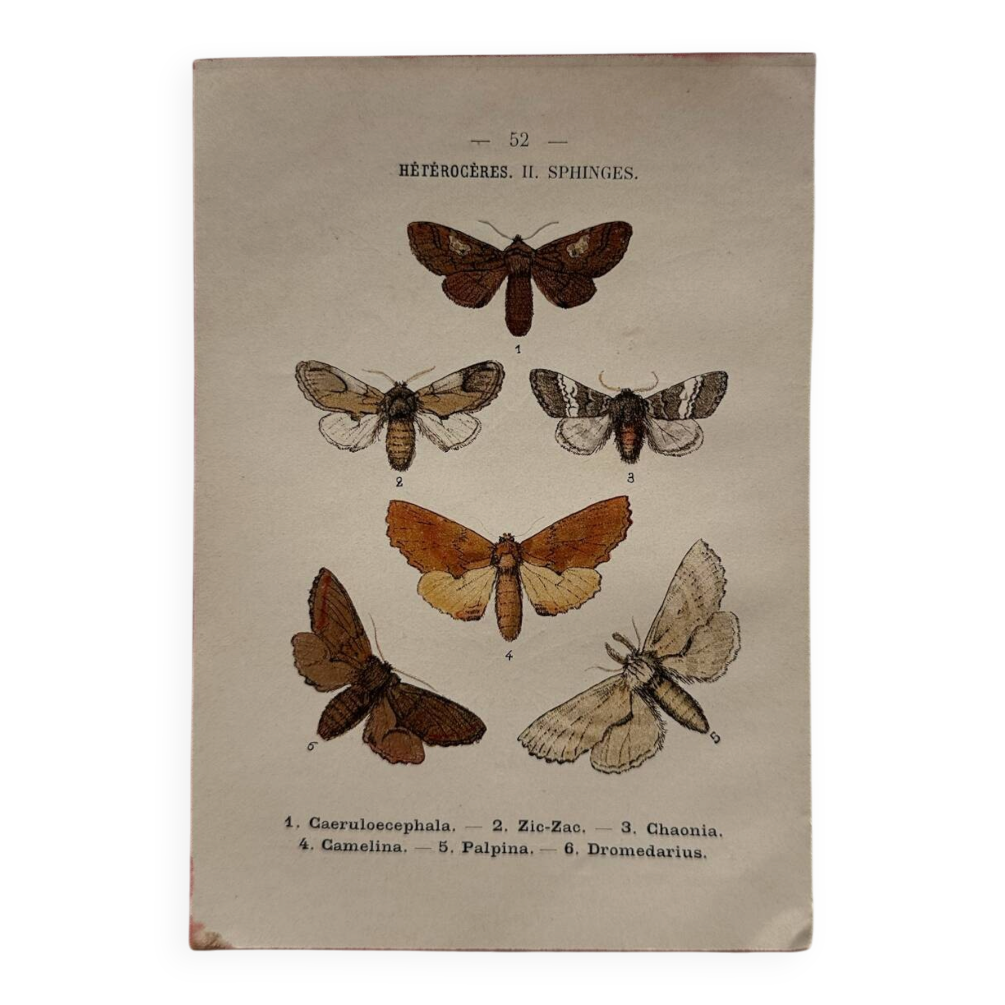 Naturalist engraving Butterfly 19th-century original botanical poster 1800