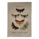 Naturalist engraving Butterfly 19th-century original botanical poster 1800