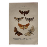 Naturalist engraving Butterfly 19th-century original botanical poster 1800