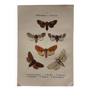 Naturalist engraving Butterfly 19th-century original botanical poster 1800