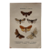 Naturalist engraving Butterfly 19th-century original botanical poster 1800