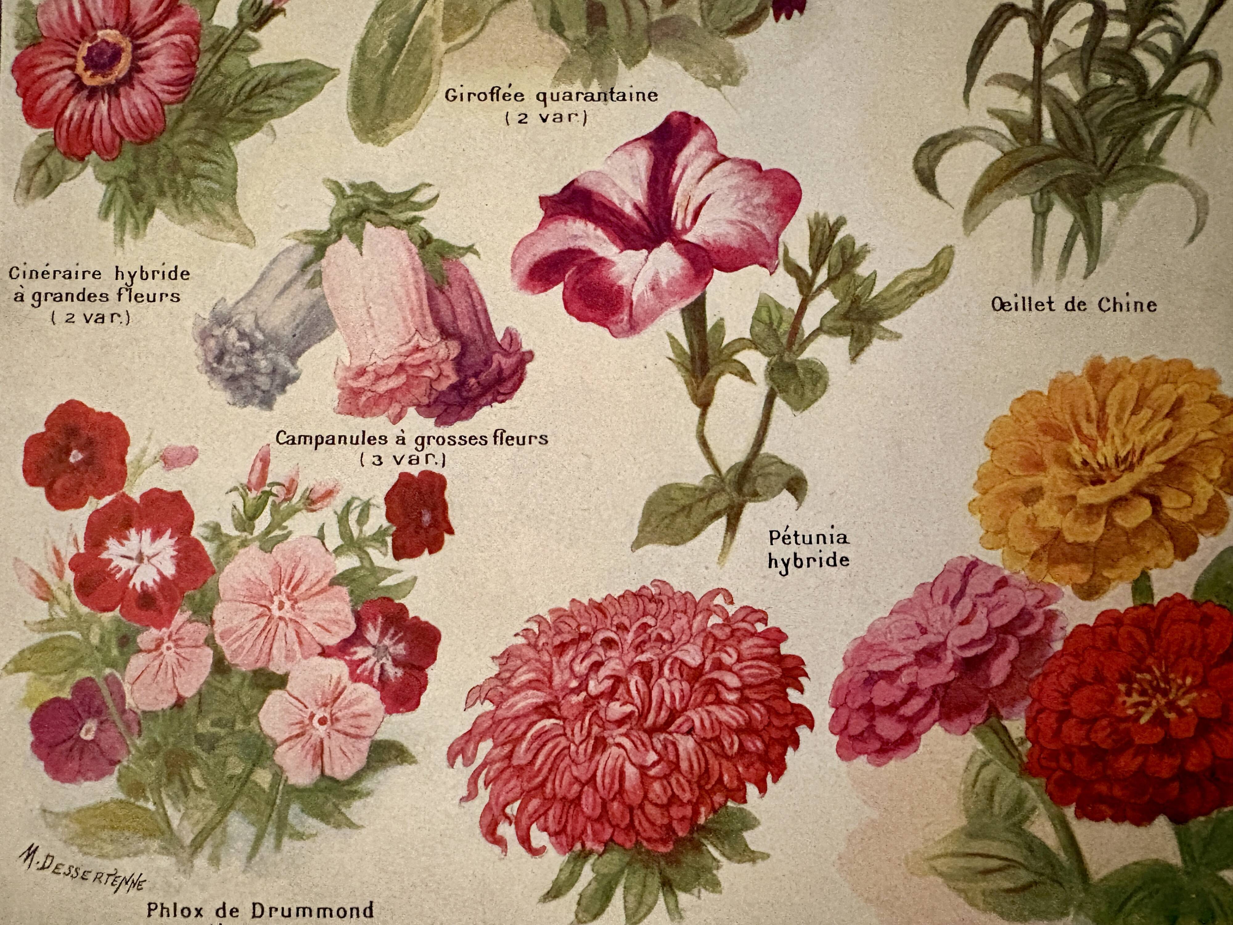 Lithograph of annual flowers - 1920