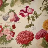 Lithograph of annual flowers - 1920