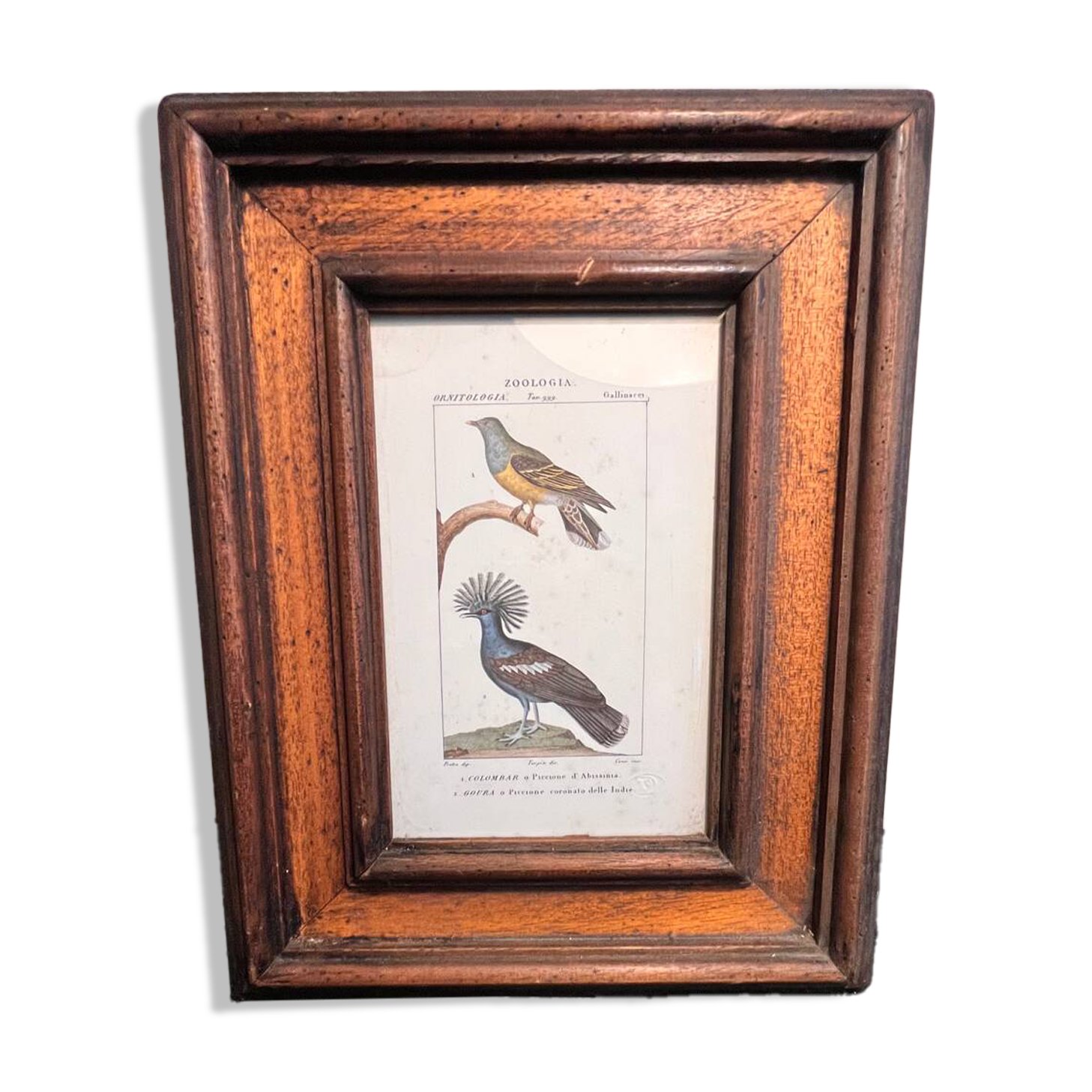 Ornithological engraving