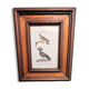 Ornithological engraving