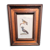Gravure ornithologique