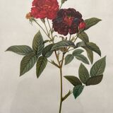 Framed lithograph roses Pierre Joseph Redouté, vintage botanical poster