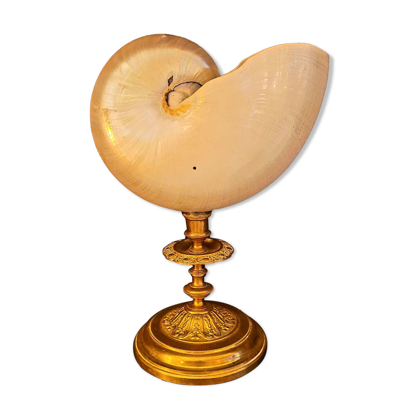 Cabinet of curiosities Nautile mother-of-pearl shell old collection