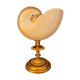 Cabinet of curiosities Nautile mother-of-pearl shell old collection