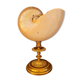 Cabinet of curiosities Nautile mother-of-pearl shell old collection