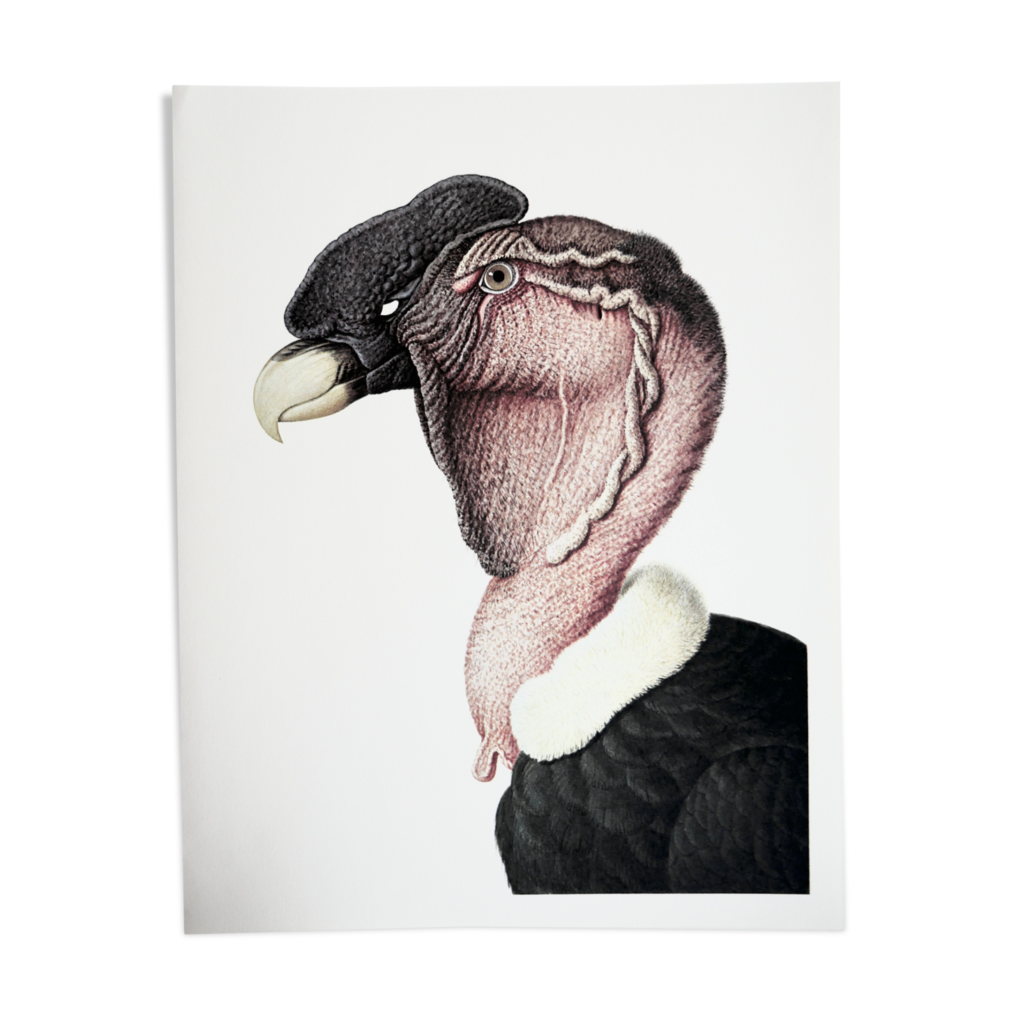 Ornithological board The condor of the Andes