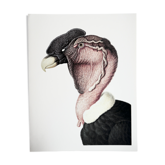 Planche ornithologique Le condor des Andes
