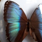Papillon encadré cadre ovale bombé morpho