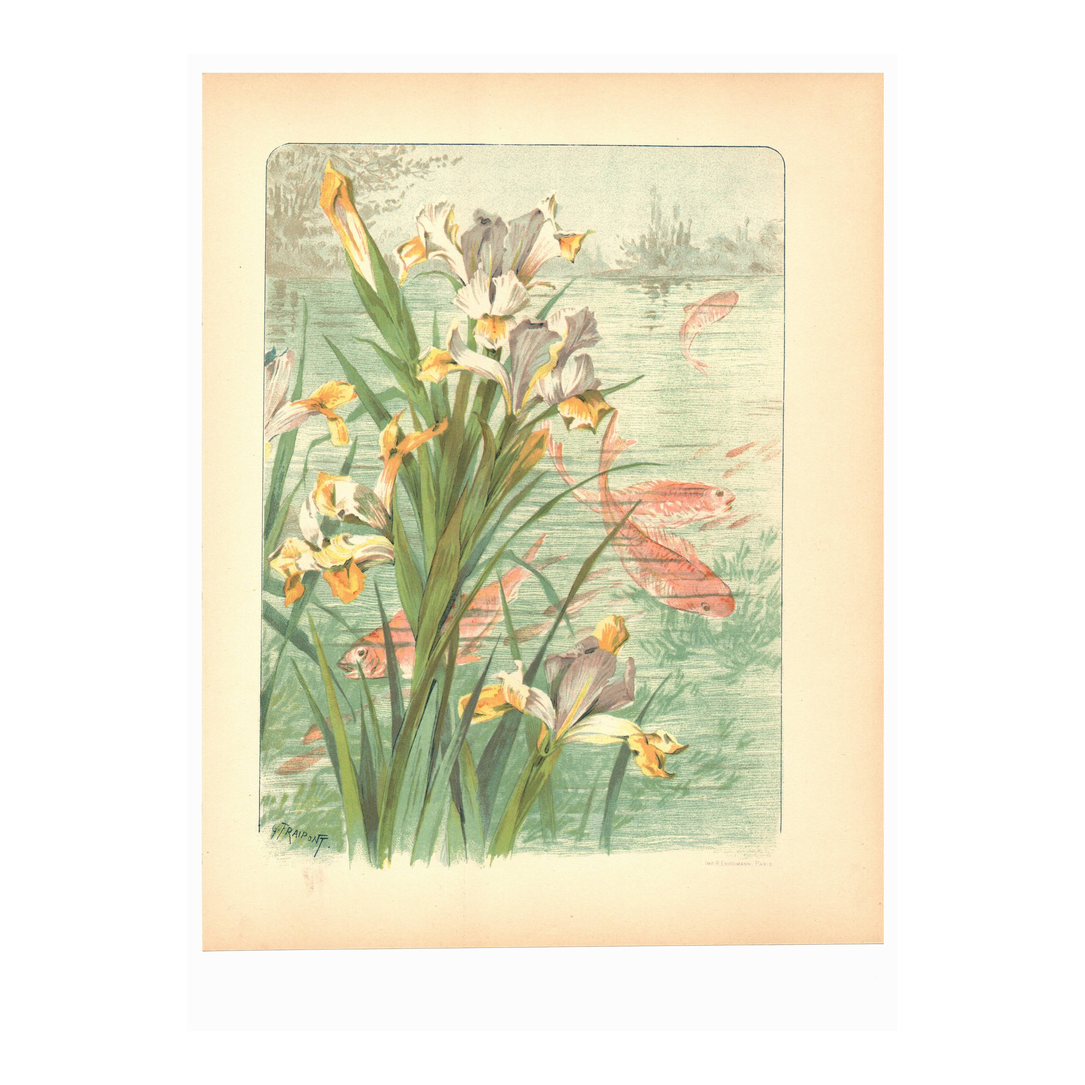 Art Nouveau engraving from 1896 - Marsh Iris and Koi Carp - by Fraipont