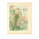 Art Nouveau engraving from 1896 - Marsh Iris and Koi Carp - by Fraipont