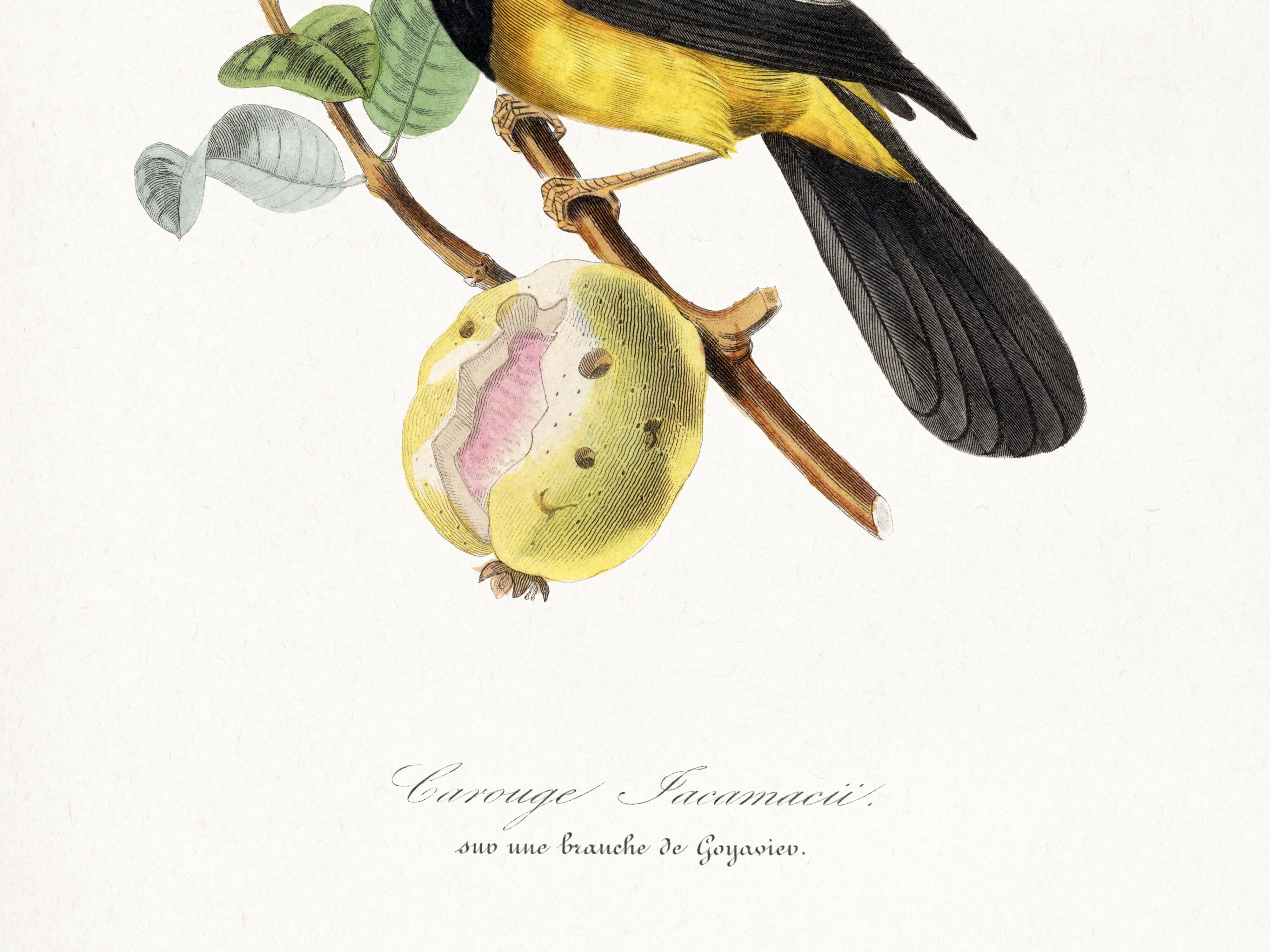 Poster about the Jacamar (exotic bird), based on an old engraving