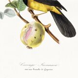 Poster about the Jacamar (exotic bird), based on an old engraving