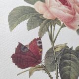 Large vintage botanical poster "hundred-leaf rosebush" PJ Redouté