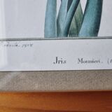 Iris botanical board