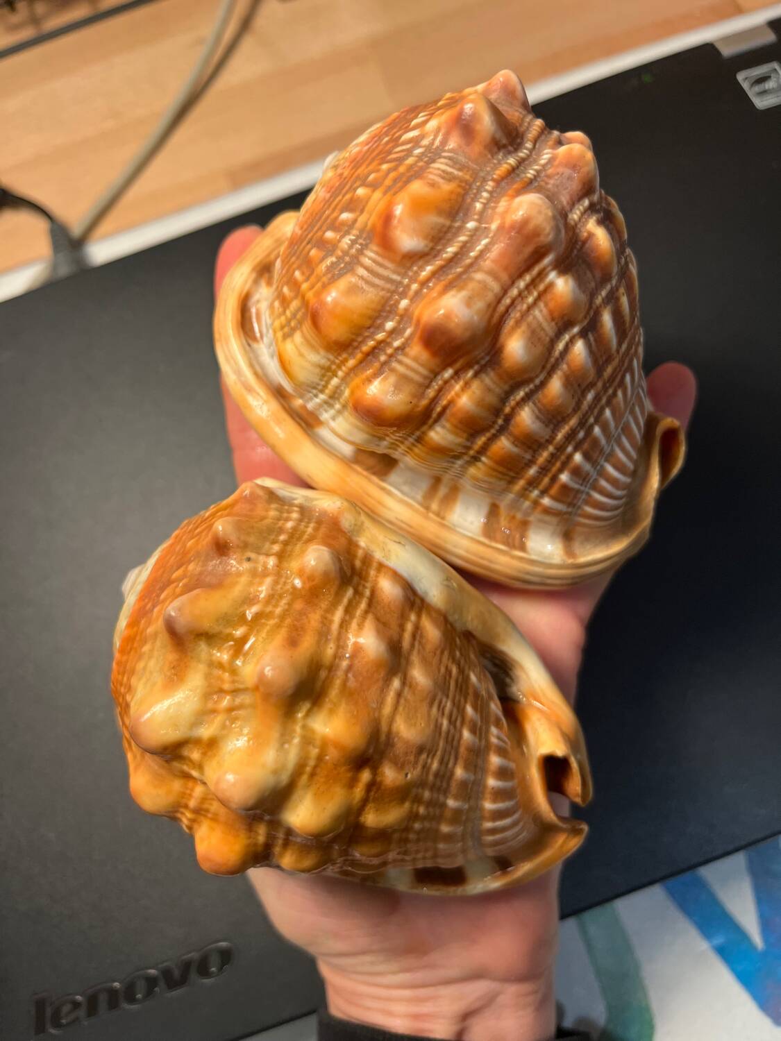 Pair of large seashells cyprae cassis rufa