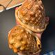 Pair of large seashells cyprae cassis rufa