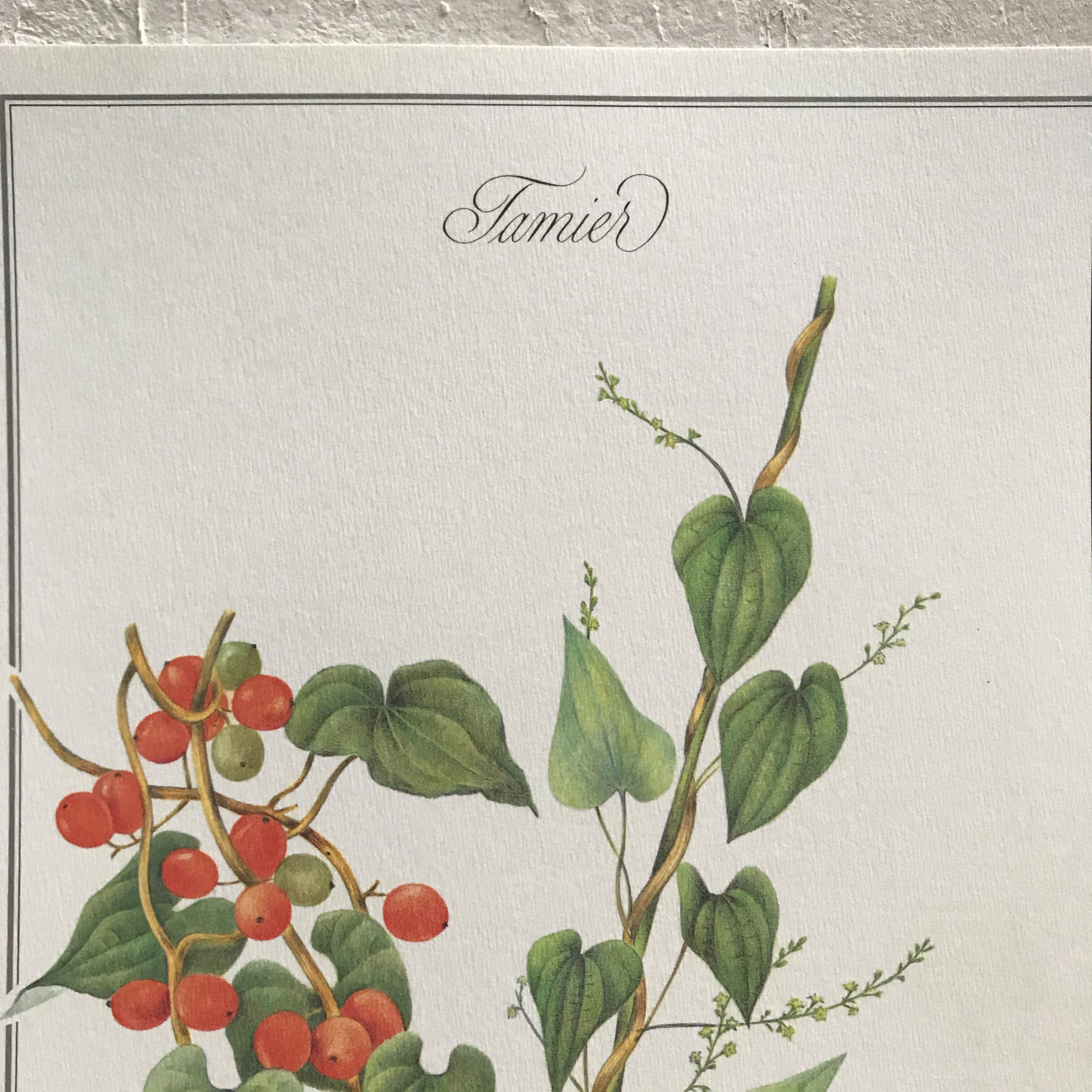 Botanical board the Tamier