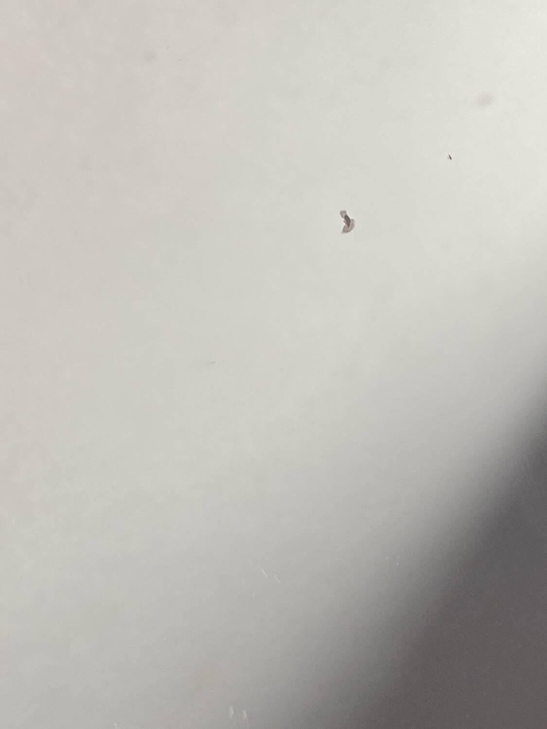 Circular mirror, smoked plastic, 1960s/70s.