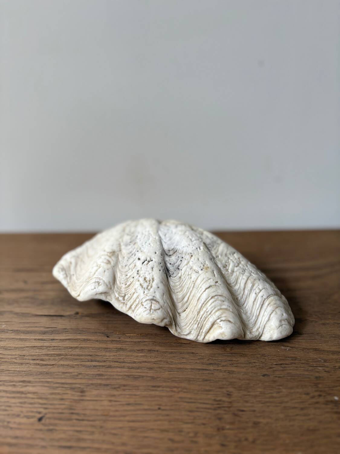 Vintage clam shell