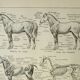 Old lithograph 1922, Anatomy of the horse, riding, stable • Engraving, original illustration
