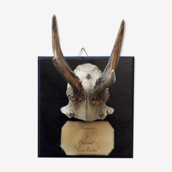 Deer slaughter trophy