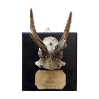 Deer slaughter trophy