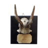 Deer slaughter trophy