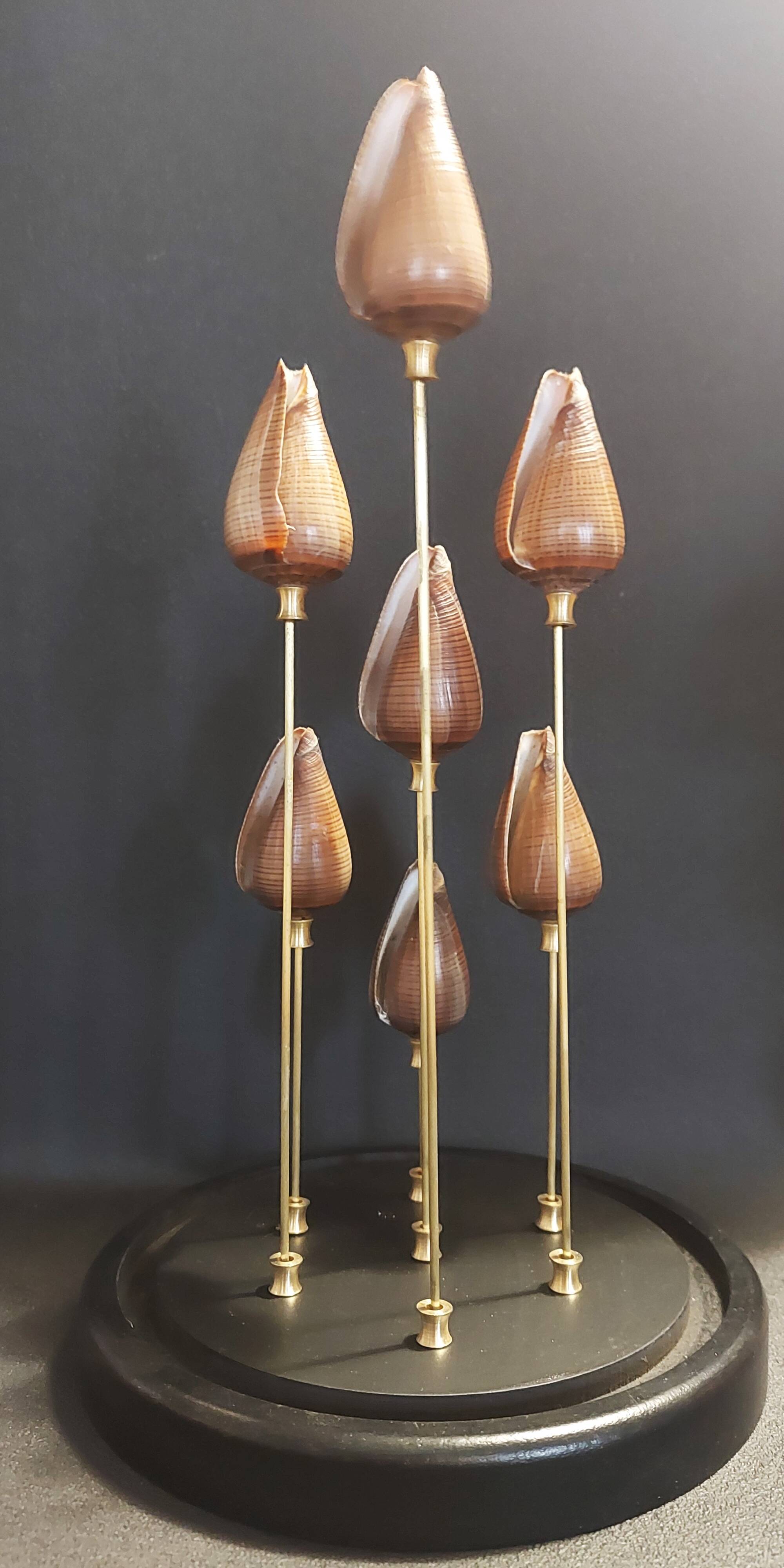 Cabinet of Curiosities globe with conus figulinus shells