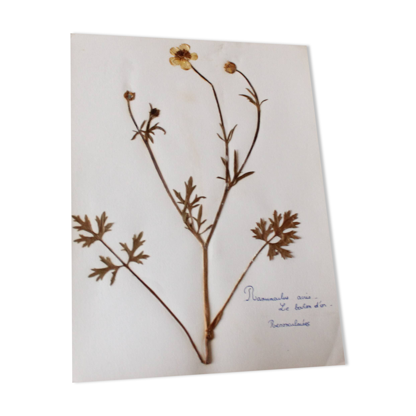Old French botanical plate – Pressed plant (Buttercup) Format