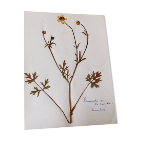 Planche botanique ancienne française – Plante pressée (Bouton d’or) Format — Beyit