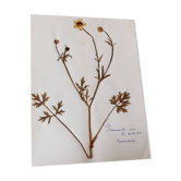 Planche botanique ancienne française – Plante pressée (Bouton d’or) Format